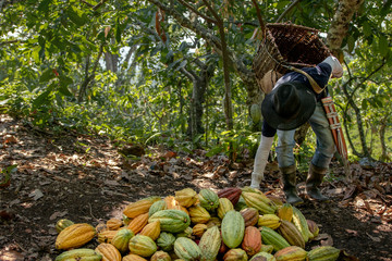 Persona cosechando cacao 
