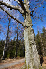 Fototapeta premium Jesus crucified on a mighty Beech Tree, Jizera Mountains, Czech Republic