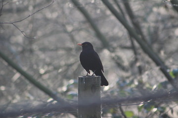 Eurasian Blackbird, also known as Common Blackbird,Blackbird, on a perch in Britain on a winters day,UK