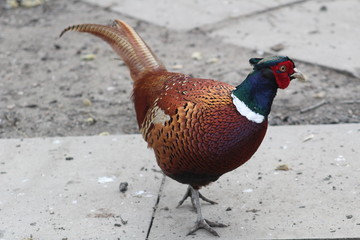 Male Pheasant Phasianus colchicus cock pheasant taken in UK Yorkshire, Britain, England