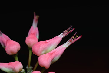 Closeup pink Euphorbia tithymaloides or Slipper flowers