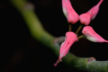 Closeup pink Euphorbia tithymaloides or Slipper flowers