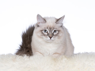 Beautiful Neva Masquerade cat portrait. Image taken in a studio with white background. Copy space, isolated on white.