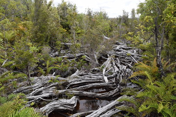 dead trees in the river