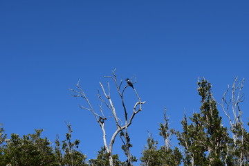 beautiful bird in a tree