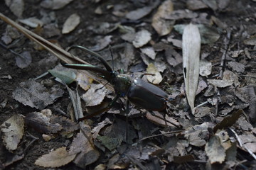 cantaria en el suelo