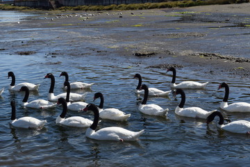 Naklejka premium cisnes de cuello negro ordenados