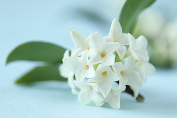 香りのよい白い沈丁花 （クローズアップ）
