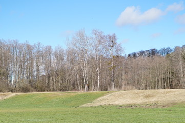 Fototapeta premium Birkengruppe am Waldrand