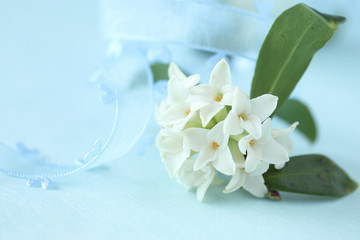 ハートのリボンと香りのよい白い沈丁花 （クローズアップ）