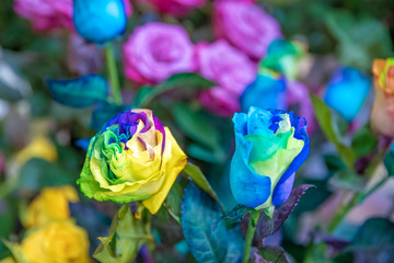 Fototapeta na wymiar bouquet of colorful fresh roses in flower shop