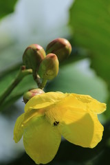 orchid on green background
