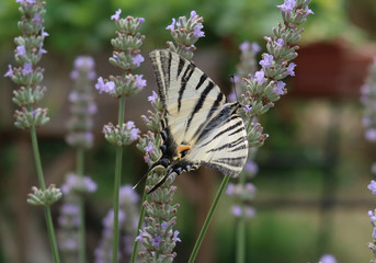 Papillon Machaon