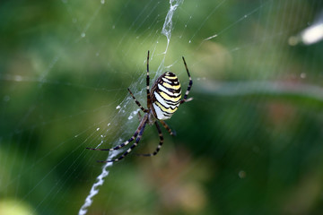 On a web, original in a form, there is a spider argiope bruennichi. In total on an abstract green background.