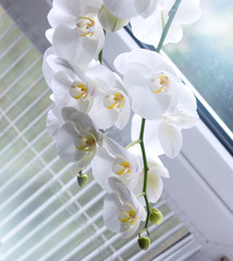 Beautiful white orchids on a delicate background. White Phalaenopsis Orchid close -up.