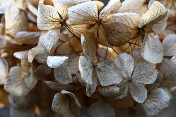 Spring day. The hydrangea macrophylla inflorescence which remained from last year. Interesting dry beige-brown flowers.