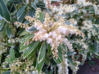 Pieris japonica 'Flaming Silver'