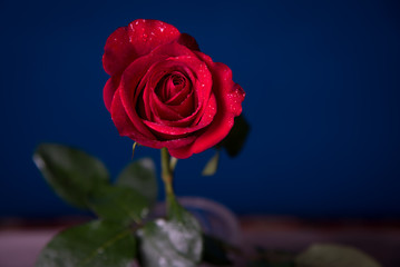 Fototapeta premium Red rose with drops of water on a blue background close-up.