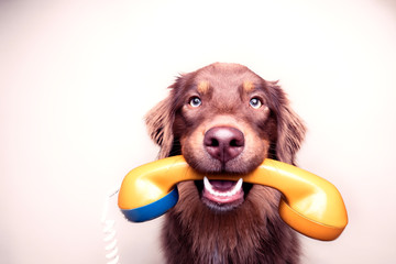 Hund mit analogem Telefon