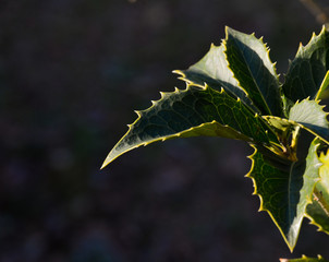 Beautiful green tree twig