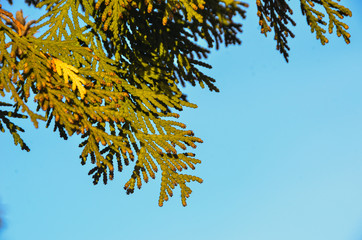 Beautiful green tree twig