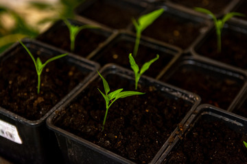 young plant in pot