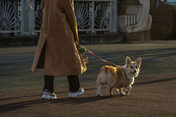 Girl and a beautiful dog