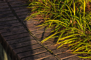 Beautiful green grass in early summer