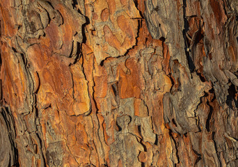Beautiful tree bark