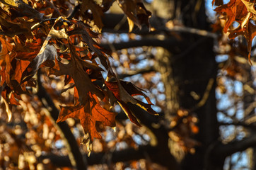 Bright Orange Leaves in South Korea Park