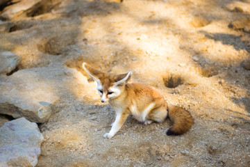 Cute desert fox Fennec. Small, smaller than cat, Fox with huge ears and long fluffy tail. On brief...