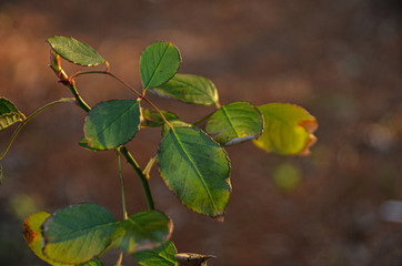 Green leaf of a tree. Great quality.