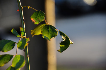 Green leaf of a tree. Great quality.