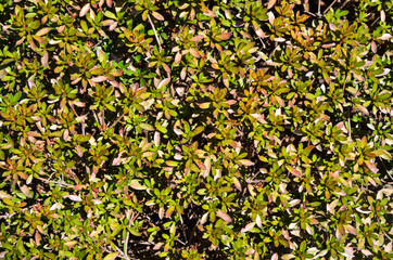 Carpet of green plants