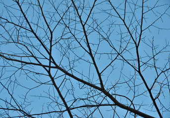Beautiful blue sky and tree branches