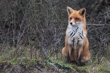 Naklejka na ściany i meble red fox vulpes vulpes