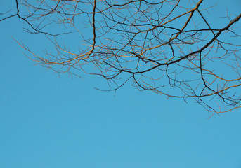Beautiful blue sky and tree branches