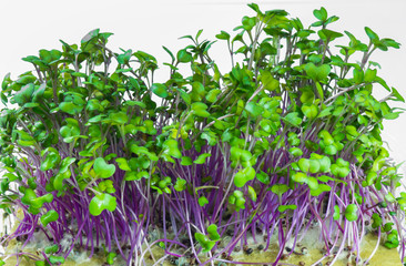 Sprouts of young cabbage on a white background