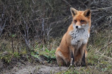 red fox in wild