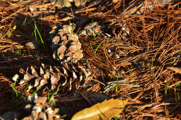 Dry needles of a tree and pine cones