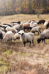 Livestock farm-a herd of sheep and goats. Fodder for livestock. What to feed the sheep. Traditions of the East. Selective focus.