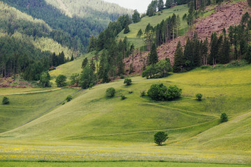 Green field and pine forests in Italy. Mountaintop meadows, surrounded by  pine forests. Beautiful green pine trees with small wooden house.