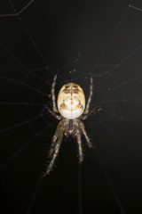 Metellina spider belonging to the family Tetragnathidae.