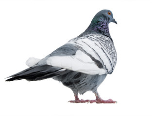 Dove isolated on a white background.