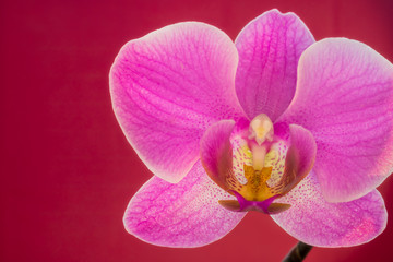 Single orchid on flat background with effect