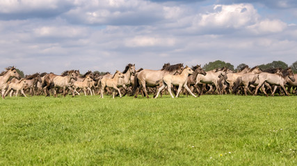  Herd of Dülmen ponies mares with foals running at a gallop across a meadow, this native horse...