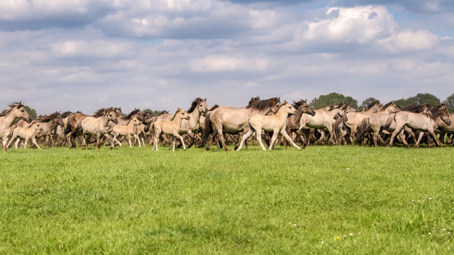  Herd of D&uuml;lmen ponies mares with foals running at a gallop across a meadow, this native horse breed lives wild in Merfelder Bruch, D&uuml;lmen, Germany 