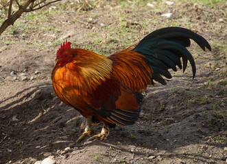 Schöner roter Hahn