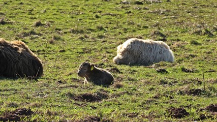 Neugeborenes Hochlandkalb im Naturschutzgebiet