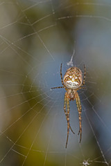 Metellina spider belonging to the family Tetragnathidae.